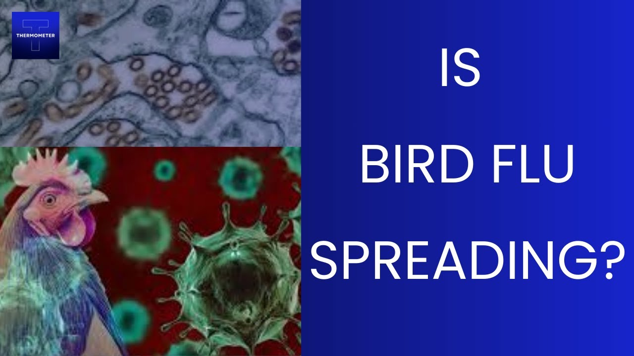 Did a Kid with Bird Flu Infect their Family - Dr Jay Varma - Thermometer HQ