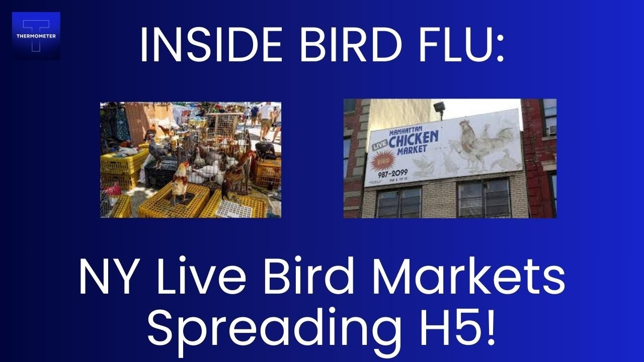 Live Bird Markets in NY Spreading Flu - Dr Jay Varma - Thermometer HQ