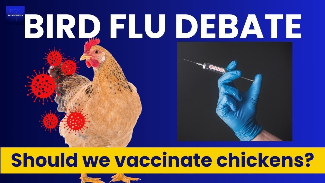 Should We Vaccinate Chickens - Dr Jay Varma - Thermometer HQ