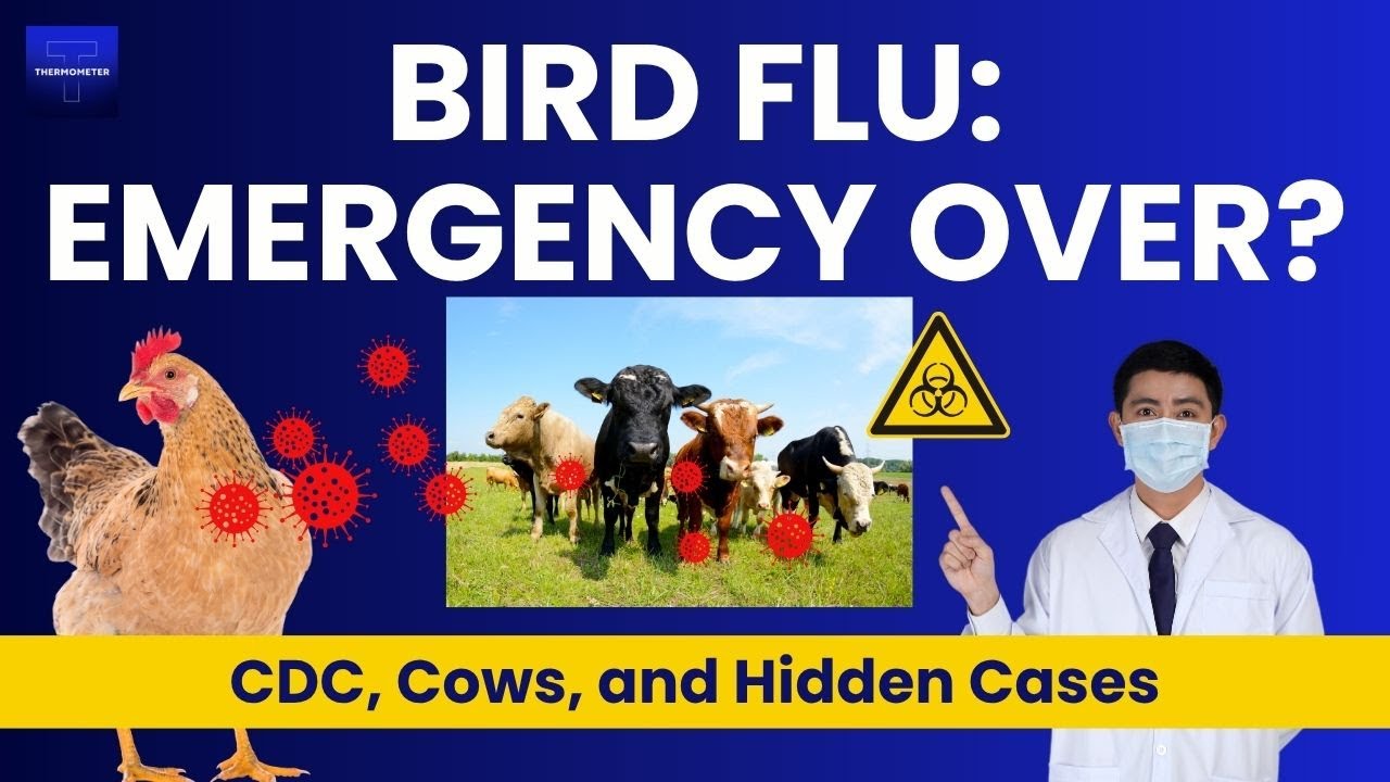 Did CDC Just Make a Big Mistake with Bird Flu - Dr Jay Varma - Thermometer HQ