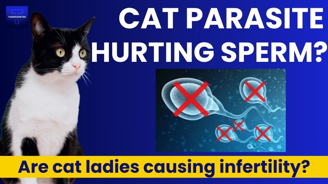 Cat Ladies and Declining Sperm Counts - Dr Jay Varma - Thermometer HQ